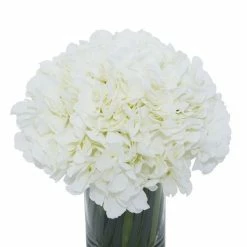 Deals 🤩 Grayson Lane 10-in x 11-in Natural Artificial Foliage - White Plastic and Glass 🔥 -GRAYSON LANE Sales 2022 330861467 AlternateImage2 l