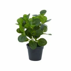 Best Sale 🎁 Grayson Lane 13.45-in Green Artificial Peperomia Plant ❤️ -GRAYSON LANE Sales 2022 330862347 AlternateImage4 l