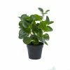 Best Sale 🎁 Grayson Lane 13.45-in Green Artificial Peperomia Plant ❤️