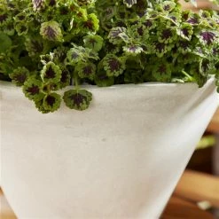 Best Sale ⭐ Grayson Lane 16-in W x 10-in H White Ceramic Planter - 3-Pack ✔️ -GRAYSON LANE Sales 2022 330941237 AlternateImage4 l